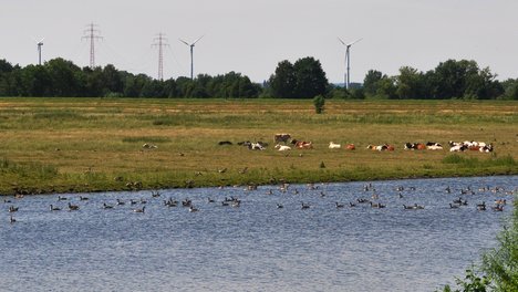 2012_Windraeder_von_der_Reit_aus_gesehen_.jpg Windräder in den Marschlanden