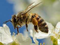 Eine Honigbiene auf Kirschblüten. (Foto: Ivar Leidus CC-BY-SA 4.0)
