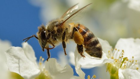 Eine Honigbiene auf Kirschblüten. (Foto: Ivar Leidus CC-BY-SA 4.0)