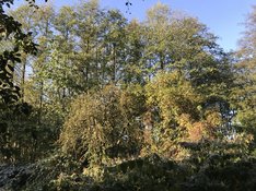 IMG_8346.jpg