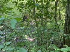 IMG_2005_Moor_Blaetter_Gruen_.jpg