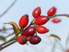 Rote_Fruechte.JPG