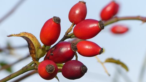 Rote_Fruechte.JPG