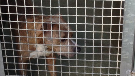 Tierschutz_Hund-Zwinger_IMG_2779.JPG