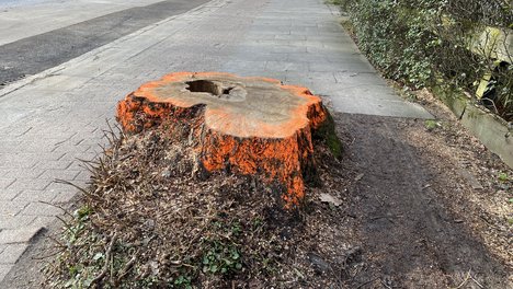 2020-02-15_Baumfaellung.jpg