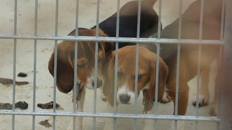 zwei Hundewelpen in einem Zwinger