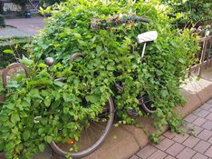 Fahrrad-20200607_185936-1024x576.jpg