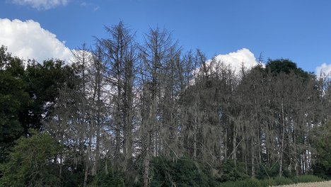 2020-07-11_Waldsterben_01_JS.jpg