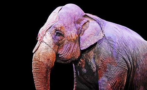 ein Elefant in einem Zirkus