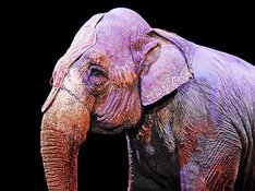 ein Elefant in einem Zirkus