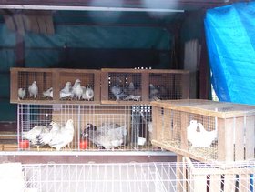 Hühner im Käfig auf dem Fischmarkt in Hamburg