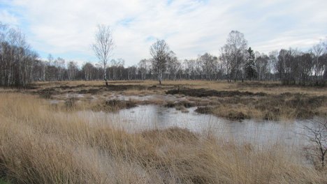Duvenstedter_Brook.jpg Das NSG Duvenstedter Brook gehört zum Großprojekt "Natürlich Hamburg!" (Foto: NordNordWest/wikipedia)