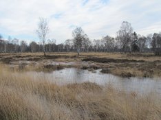 Duvenstedter_Brook.jpg Das NSG Duvenstedter Brook gehört zum Großprojekt "Natürlich Hamburg!" (Foto: NordNordWest/wikipedia)